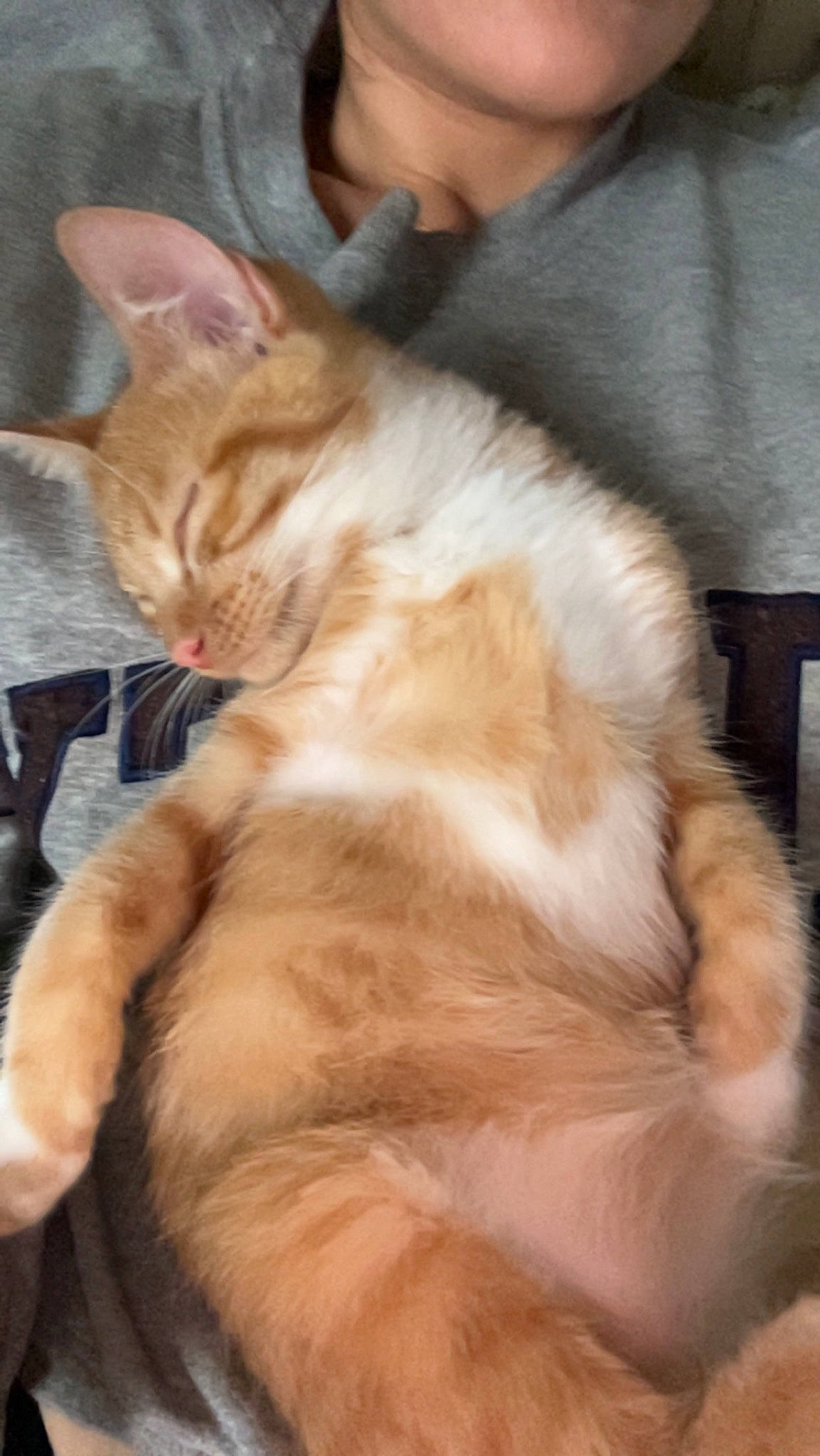 Polochon a rejoint le concours — aidez-le/la à gagner de superbes lots ! carnivore, cat, claw, comfort, companion_dog, domestic_short_haired_cat, fawn, felidae, fur, paw, sitting, small_to_medium_sized_cats, snout, tail, whiskers, wood