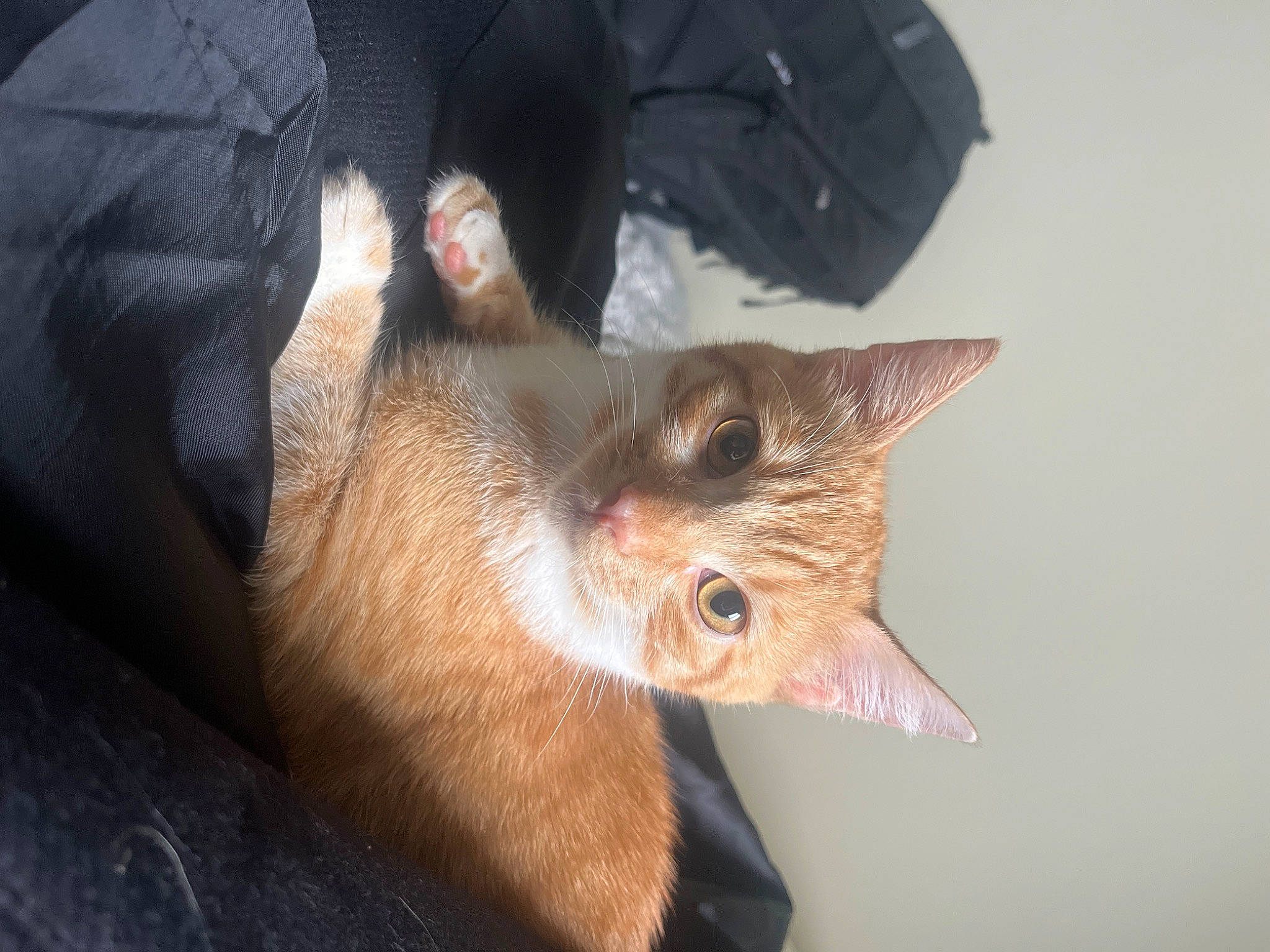 Polochon participe au concours pour gagner de l'argent avec cette photo : carnivore, cat, claw, domestic_short_haired_cat, ear, fawn, felidae, fur, small_to_medium_sized_cats, snout, whiskers