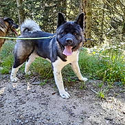 Vicci a rejoint le concours — aidez-le/la à gagner de superbes lots ! animal, canine, daylight, dog, forest, grass, happy, leash, mammal, nature, outdoor, park, pet, playful, sunlight, tongue_out, trail, tree, two_dogs, walking