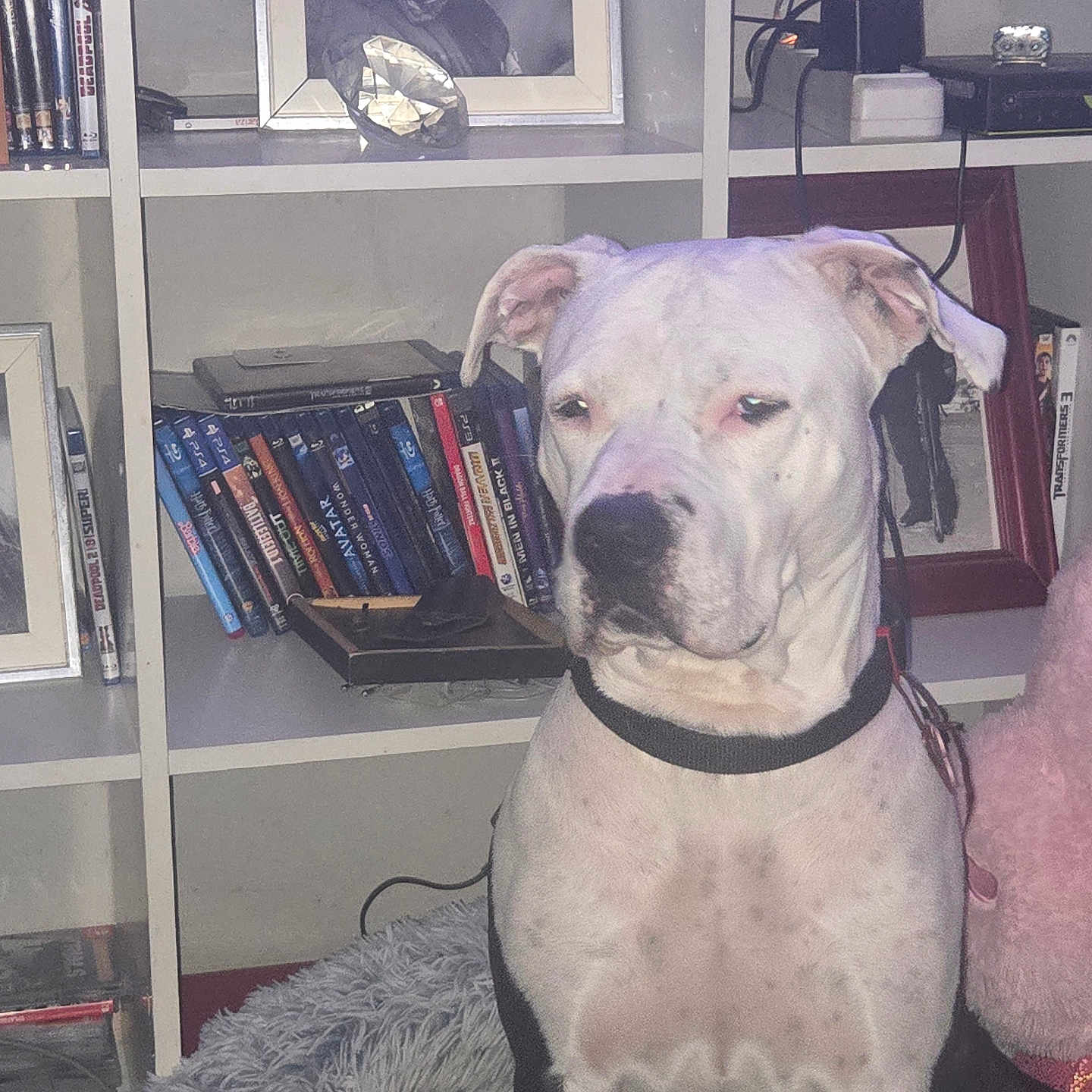 Athéna participe au concours pour gagner de l'argent avec cette photo : dog, pet, indoor, furniture, bookshelf, book, photograph, frame, rug, animal, black_and_white, portrait, sitting, collar, leash, technology, electronics, cable, shelf, home