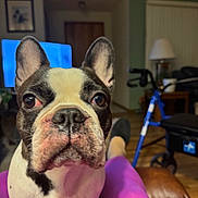 Dolly joined the competition — help win amazing prizes! french_bulldog, dog, pet, close_up, indoor, living_room, walker, lamp, television, purple_pants, person, fur, ears, nose, eyes, snout, sitting, wooden_floor, furniture, home