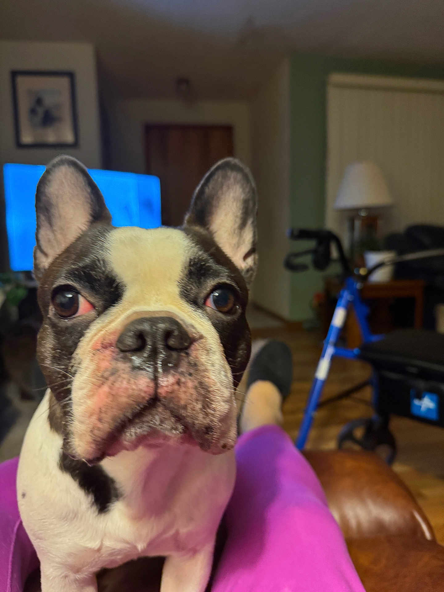 Dolly joined the competition — help win amazing prizes! french_bulldog, dog, pet, close_up, indoor, living_room, walker, lamp, television, purple_pants, person, fur, ears, nose, eyes, snout, sitting, wooden_floor, furniture, home