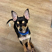 Jackson is registered to the contest to win money with this photo: animal, blue_collar, chihuahua, curious, cute, dog, ears, flooring, footwear, indoor, leopard_print, paw, person, pet, playful, puppy, sandal, small_dog, tail, wooden_floor