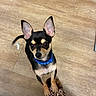 animal, blue_collar, chihuahua, curious, cute, dog, ears, flooring, footwear, indoor, leopard_print, paw, person, pet, playful, puppy, sandal, small_dog, tail, wooden_floor