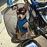 Jackson is registered to the contest to win money with this photo: basket, bicycle, black_and_tan, blue_harness, curious, daytime, dog, ears, leash, mesh_basket, outdoor, pet, pet_accessory, puppy, sidewalk, small_dog, sunlight, transport, travel, urban