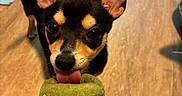 Jackson is registered to the contest to win money with this photo: dog, puppy, toy, plush_toy, tongue, ears, wooden_floor, pet_pads, black_and_tan, cute, playful, indoor, pet, animal, small_dog, close_up, hand, holding, excited, eyes