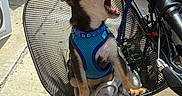 Jackson is registered to the contest to win money with this photo: animal, bike_basket, black_tan_fur, blue_harness, canine, cute, daytime, dog, leash, mesh_basket, mouth_open, outdoor, pet, playful, puppy, sidewalk, small_dog, street, sunlight, urban