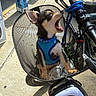 Jackson is registered to the contest to win money with this photo: puppy, dog, bike_basket, blue_harness, sidewalk, sunlight, outdoor, pet, animal, leash, black_tan_fur, mouth_open, small_dog, canine, mesh_basket, urban, street, daytime, cute, playful