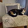 Sunny is registered to the contest to win money with this photo: cat, calico_cat, chair, cushion, indoor, furniture, wooden_floor, curtains, pet, animal, resting, cozy, domestic, mammal, feline, looking, seated, home, comfortable, quiet