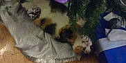 Sunny is registered to the contest to win money with this photo: cat, calico_cat, christmas_tree, ornament, pine_cone, tree_skirt, gift_box, wooden_floor, holiday, festive, pet, indoor, feline, animal, playful, relaxed, decorations, greenery, white, blue