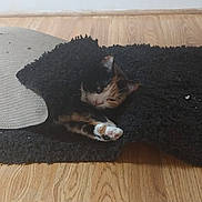 Sunny joined the competition — help win amazing prizes! cat, pet, floor, rug, wooden_floor, indoor, animal, cozy, hiding, sleepy, black_rug, calico_cat, paw, fur, resting, quiet, home, domestic, curled_up, relaxing