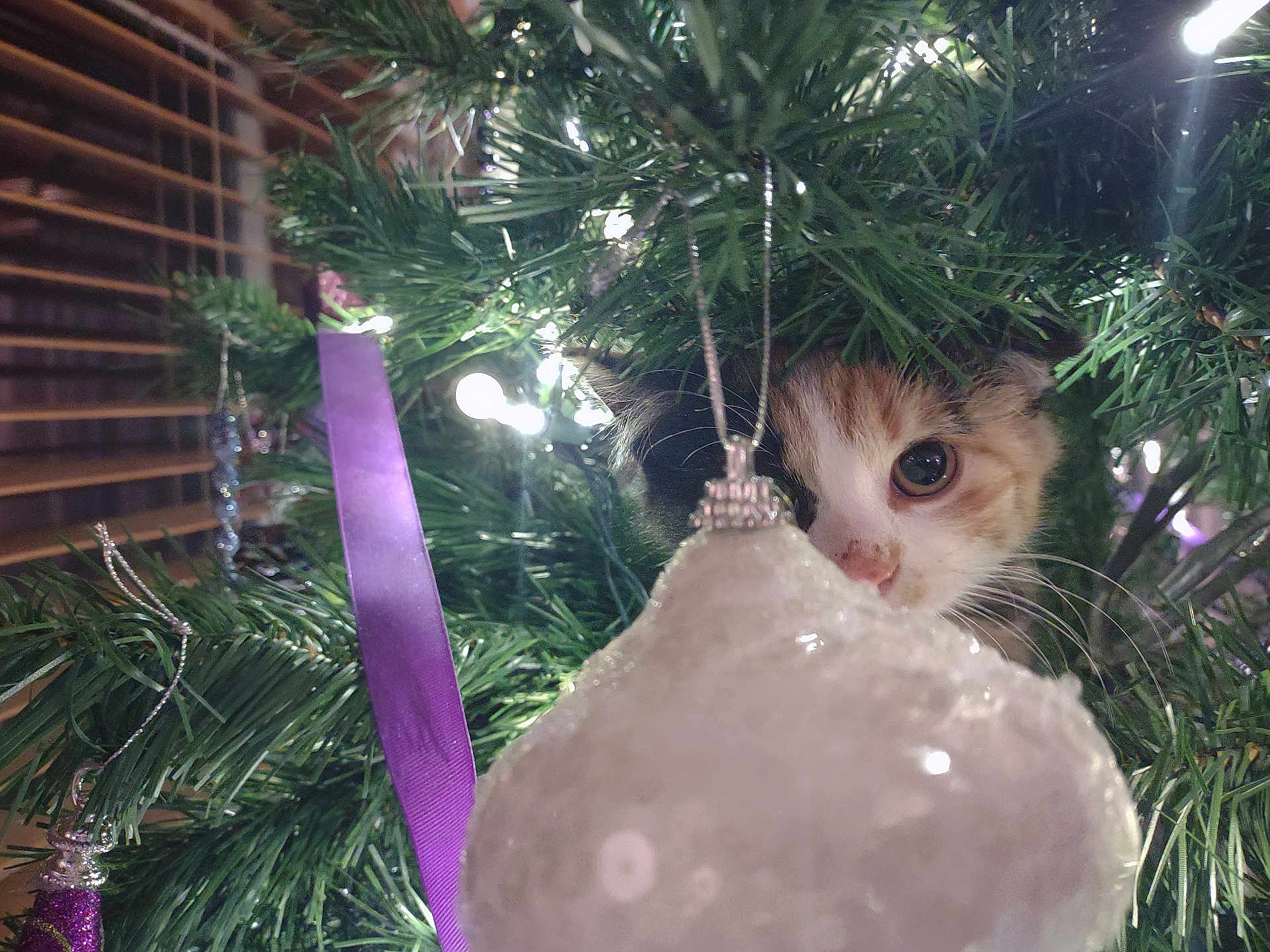Sunny joined the competition — help win amazing prizes! kitten, cat, christmas_tree, ornament, holiday, decorations, lights, ribbon, curious, peeking, festive, greenery, indoor, closeup, cute, animal, pet, face, whiskers, nature