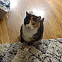 Sunny is registered to the contest to win money with this photo: cat, calico_cat, pet, animal, indoor, floor, rug, wooden_floor, feline, curious, sitting, fluffy, domestic_animal, whiskers, ears, paws, cute, fur, looking_up, home