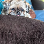 Maxwell is registered to the contest to win money with this photo: dog, pet, cute, blanket, brown, fur, tongue, peeking, cozy, indoor, closeup, face, ears, relaxed, soft, texture, home, comfort, animal, portrait
