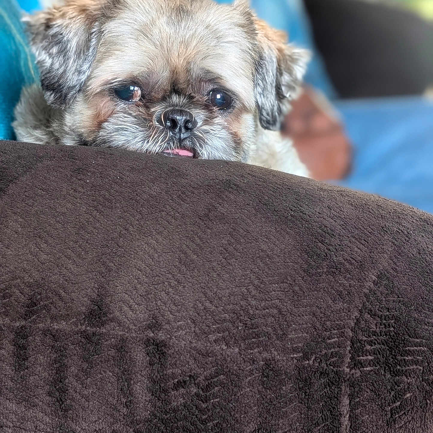 Maxwell is registered to the contest to win money with this photo: dog, pet, cute, blanket, brown, fur, tongue, peeking, cozy, indoor, closeup, face, ears, relaxed, soft, texture, home, comfort, animal, portrait
