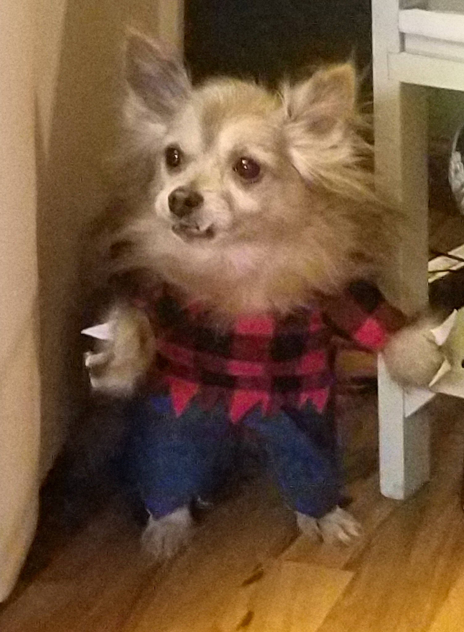 Ole is registered to the contest to win money with this photo: carnivore, chihuahua, companion_dog, dog, dog_breed, dog_clothes, dog_supply, fawn, flooring, fur, hardwood, iris, pet_supply, shelf, snout, toy_dog, whiskers, wood, wood_flooring, working_animal