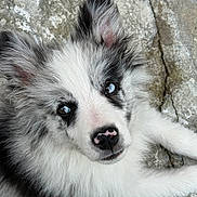 Arow participe au concours pour gagner de l'argent avec cette photo : puppy, dog, black_and_white, heterochromia, fur, animal, pet, lying_down, close_up, cute, face, ears, nose, outdoor, stone, texture, young, curious, adorable, portrait