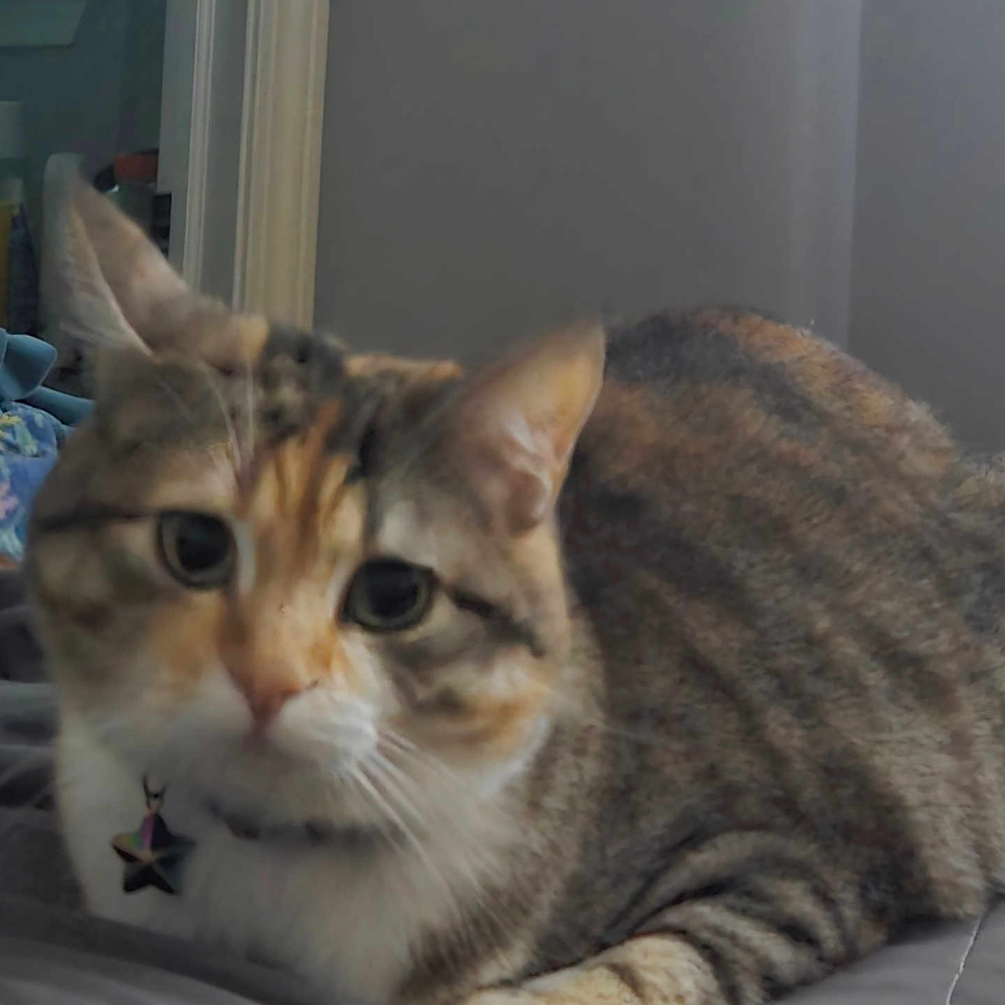 Cinder Bella joined the competition — help win amazing prizes! animal, bed, cat, closeup, collar, curious, cute, domestic, ears, face, feline, fur, indoor, pet, relaxed, resting, soft, star_charm, tabby, whiskers