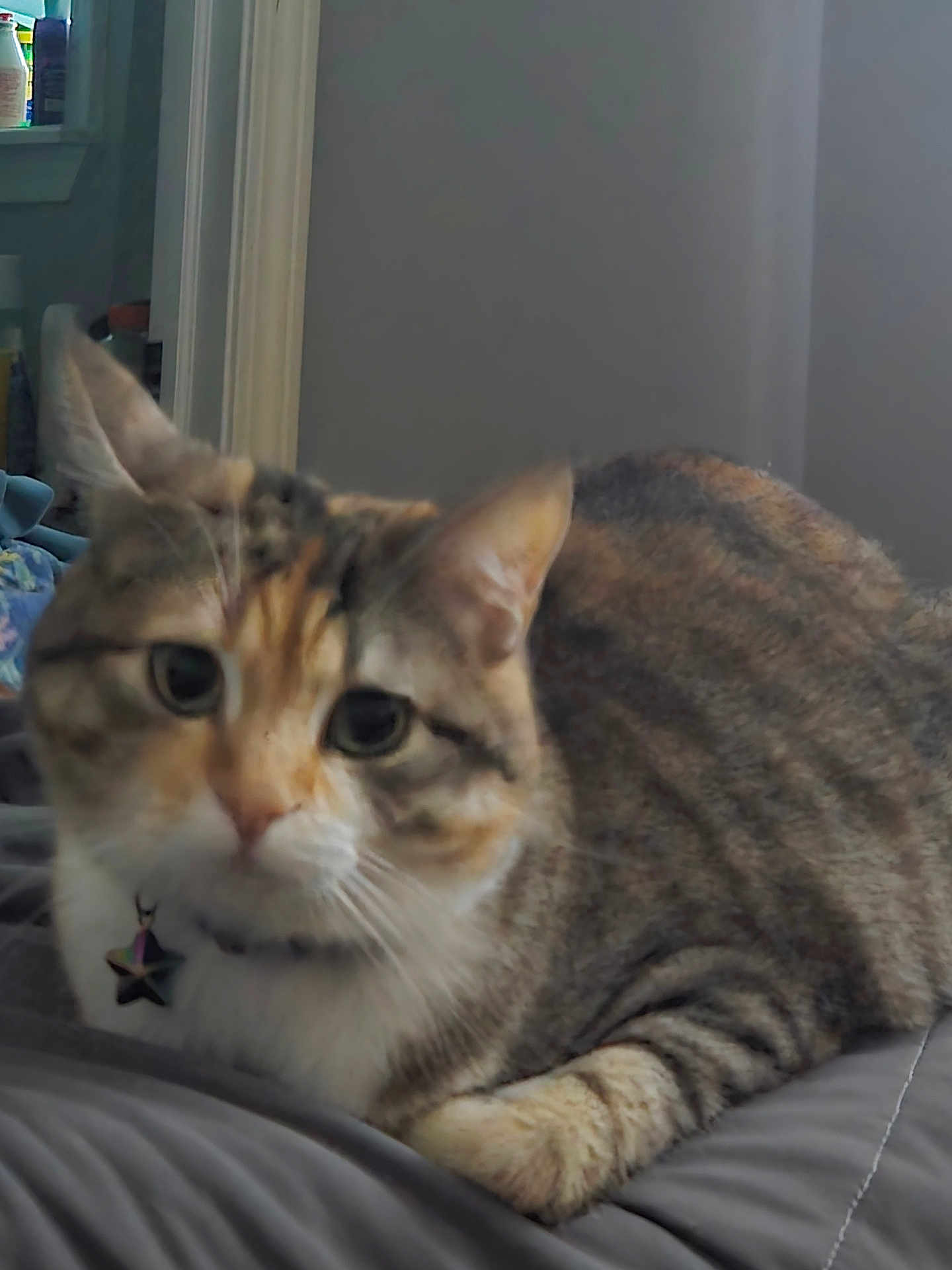 Cinder Bella joined the competition — help win amazing prizes! cat, tabby, pet, indoor, collar, star_charm, fur, whiskers, ears, face, animal, resting, curious, closeup, bed, feline, cute, soft, domestic, relaxed