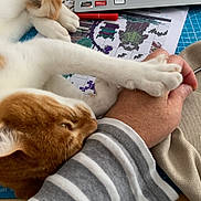 Pop Corn participe au concours pour gagner de l'argent avec cette photo : animal, cat, computer, computerhardware, computerkeyboard, couch, electronics, embroidery, furniture, hardware, homedecor, laptop, pattern, pc, person, pet, quilt, sleeping, stitch, table