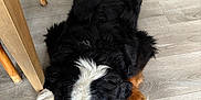 Lady participe au concours pour gagner de l'argent avec cette photo : dog, bernese_mountain_dog, lying_down, black_fur, white_fur, brown_fur, floor, wooden_floor, indoors, furniture, chair, relaxed, pet, animal, canine, sleeping, paw, fur, resting, house