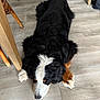 dog, bernese_mountain_dog, lying_down, black_fur, white_fur, brown_fur, floor, wooden_floor, indoors, furniture, chair, relaxed, pet, animal, canine, sleeping, paw, fur, resting, house