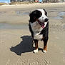 Lady a rejoint le concours — aidez-le/la à gagner de superbes lots ! dog, bernese_mountain_dog, beach, sand, shadow, tongue_out, sunny, blue_sky, clouds, buildings, houses, water_puddle, outdoor, pet, canine, animal, summer, nature, walking, playful