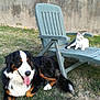 Lady participe au concours pour gagner de l'argent avec cette photo : dog, cat, lawn_chair, grass, outdoor, pet, bernese_mountain_dog, white_cat, fence, sunlight, relaxing, animal, nature, domestic_animals, playful, resting, backyard, summer, companion, friendship