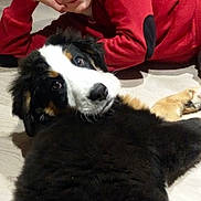 Lady a rejoint le concours — aidez-le/la à gagner de superbes lots ! boy, dog, indoor, floor, red_sweater, black_fur, white_fur, brown_fur, pet, child, portrait, relaxing, lying_down, curious, companion, friendship, casual, home_interior, wooden_floor, cute
