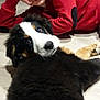 boy, dog, indoor, floor, red_sweater, black_fur, white_fur, brown_fur, pet, child, portrait, relaxing, lying_down, curious, companion, friendship, casual, home_interior, wooden_floor, cute