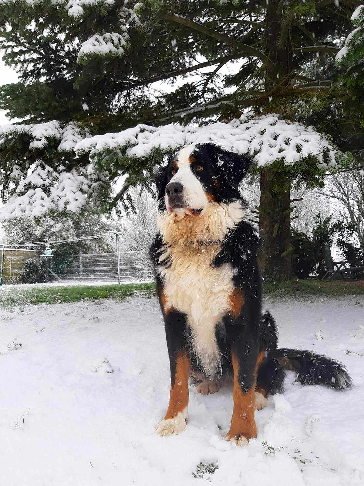 Lady a rejoint le concours — aidez-le/la à gagner de superbes lots ! dog, bernese_mountain_dog, snow, winter, outdoor, tree, pine_tree, pet, animal, fur, nature, cold, snowfall, sitting, canine, backyard, landscape, quiet, winter_climate, snow_covered