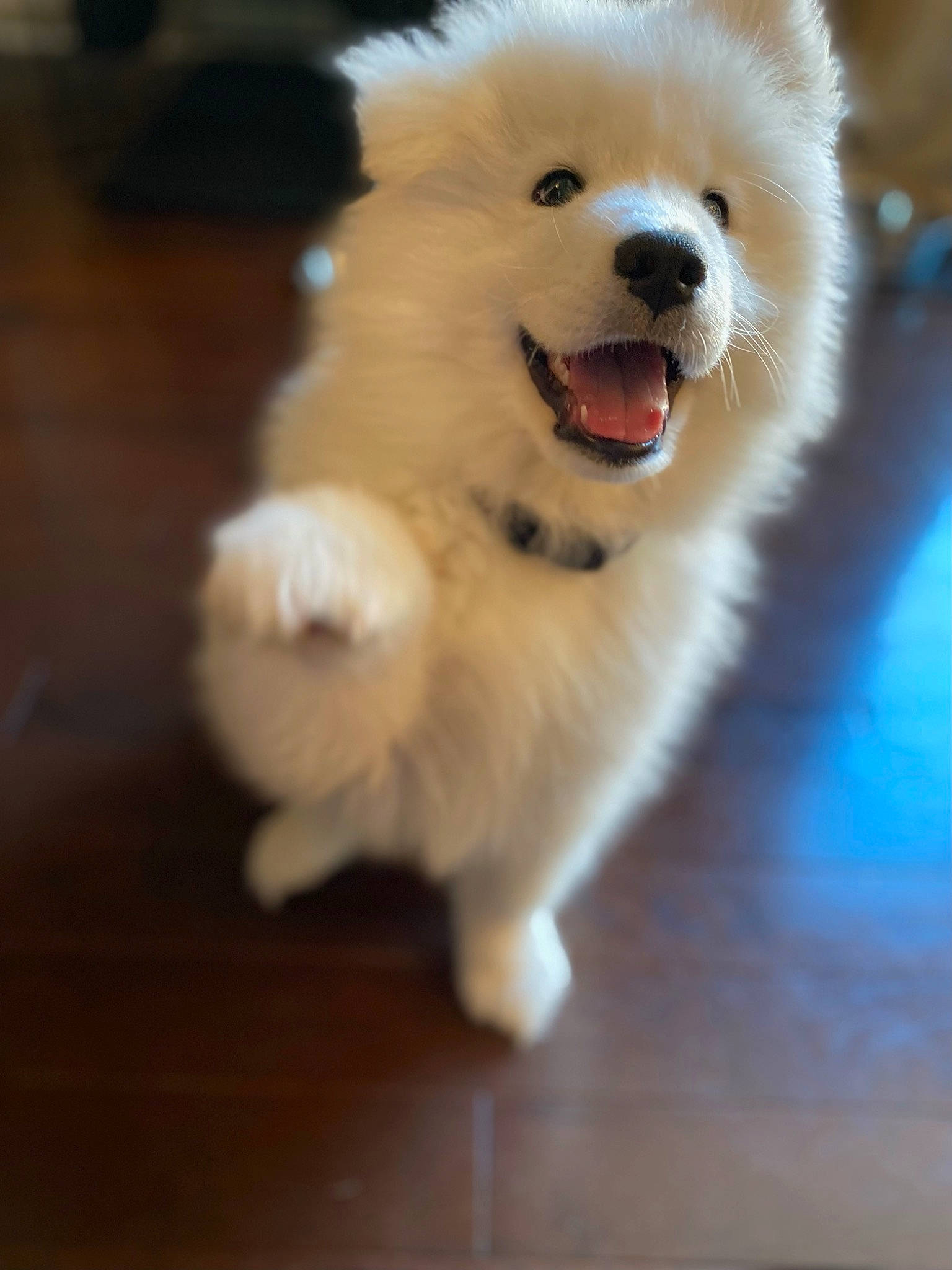 Shabu is registered to the contest to win money with this photo: balance, carnivore, collar, companion_dog, dog, dog_breed, flooring, fur, german_spitz, happy, hardwood, samoyed, snout, spitz, terrestrial_animal, toy_dog, volpino_italiano, whiskers, wood, working_animal