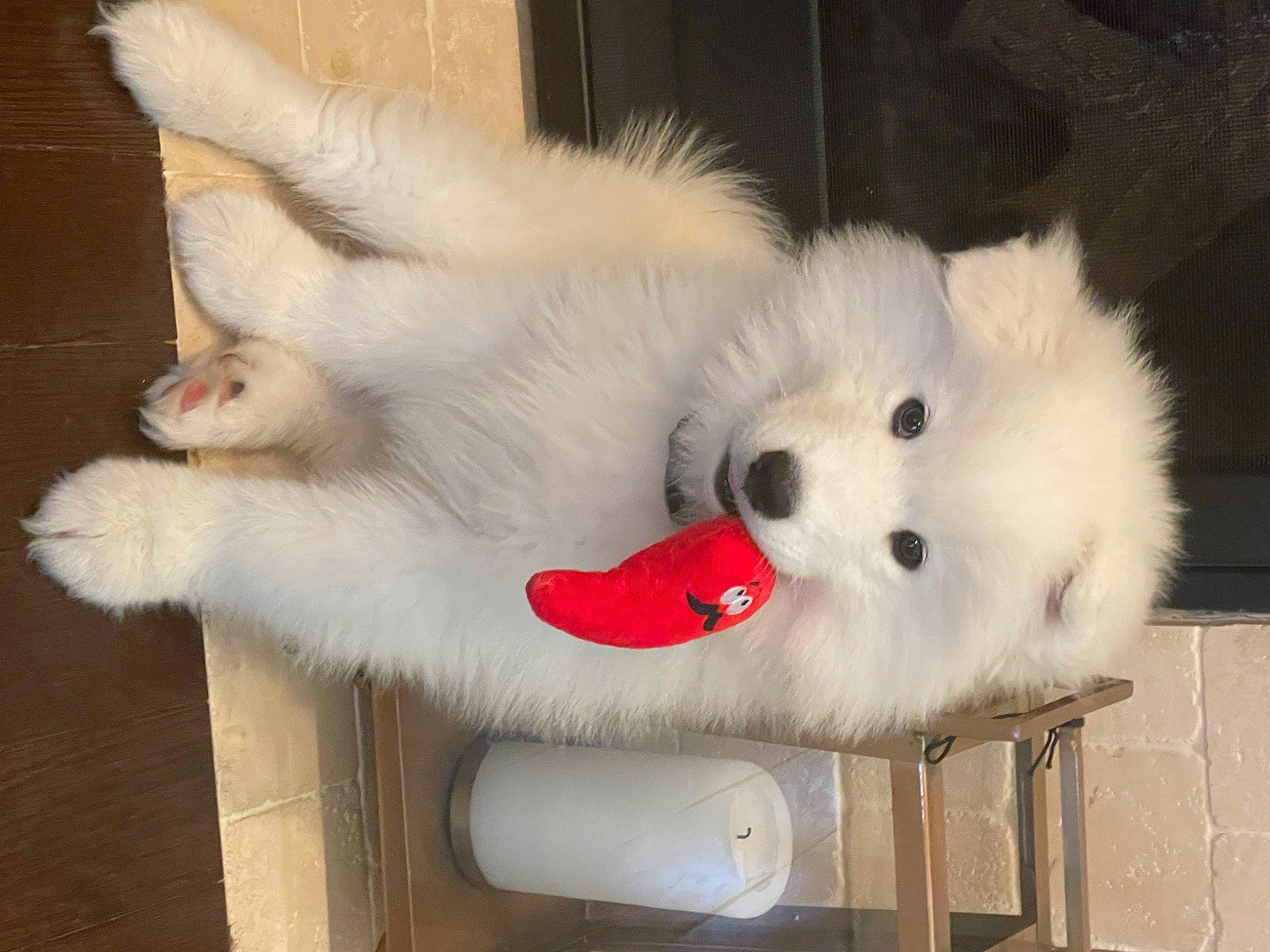 Shabu is registered to the contest to win money with this photo: american_eskimo_dog, canidae, carnivore, companion_dog, dog, dog_breed, fang, felidae, fur, german_spitz, indian_spitz, japanese_spitz, samoyed, snout, spitz, sporting_group, stuffed_toy, tail, volpino_italiano, whiskers