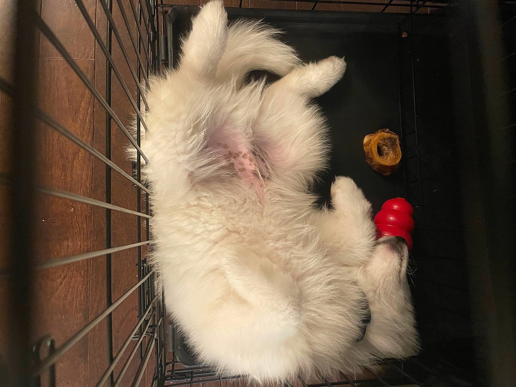 Shabu joined the competition — help win amazing prizes! animal_shelter, cage, carmine, carnivore, cat, claw, domestic_short_haired_cat, fawn, felidae, foot, fur, marsupial, paw, pet_supply, photo_caption, service, small_to_medium_sized_cats, snout, tail, whiskers