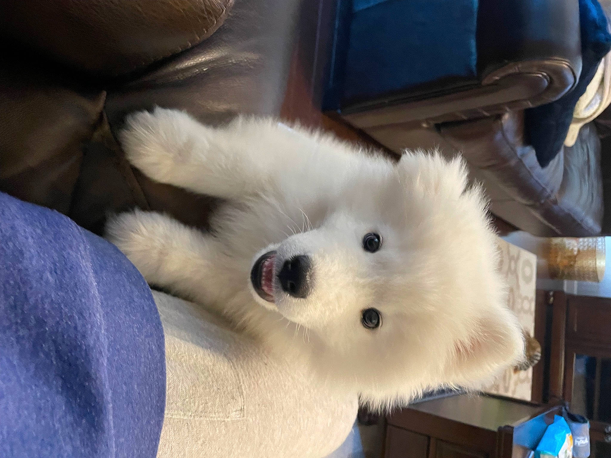 Shabu joined the competition — help win amazing prizes! american_eskimo_dog, canidae, carnivore, companion_dog, dog, dog_breed, fur, german_spitz, indian_spitz, non_sporting_group, samoyed, snout, spitz, sporting_group, toy_dog, volpino_italiano, working_animal