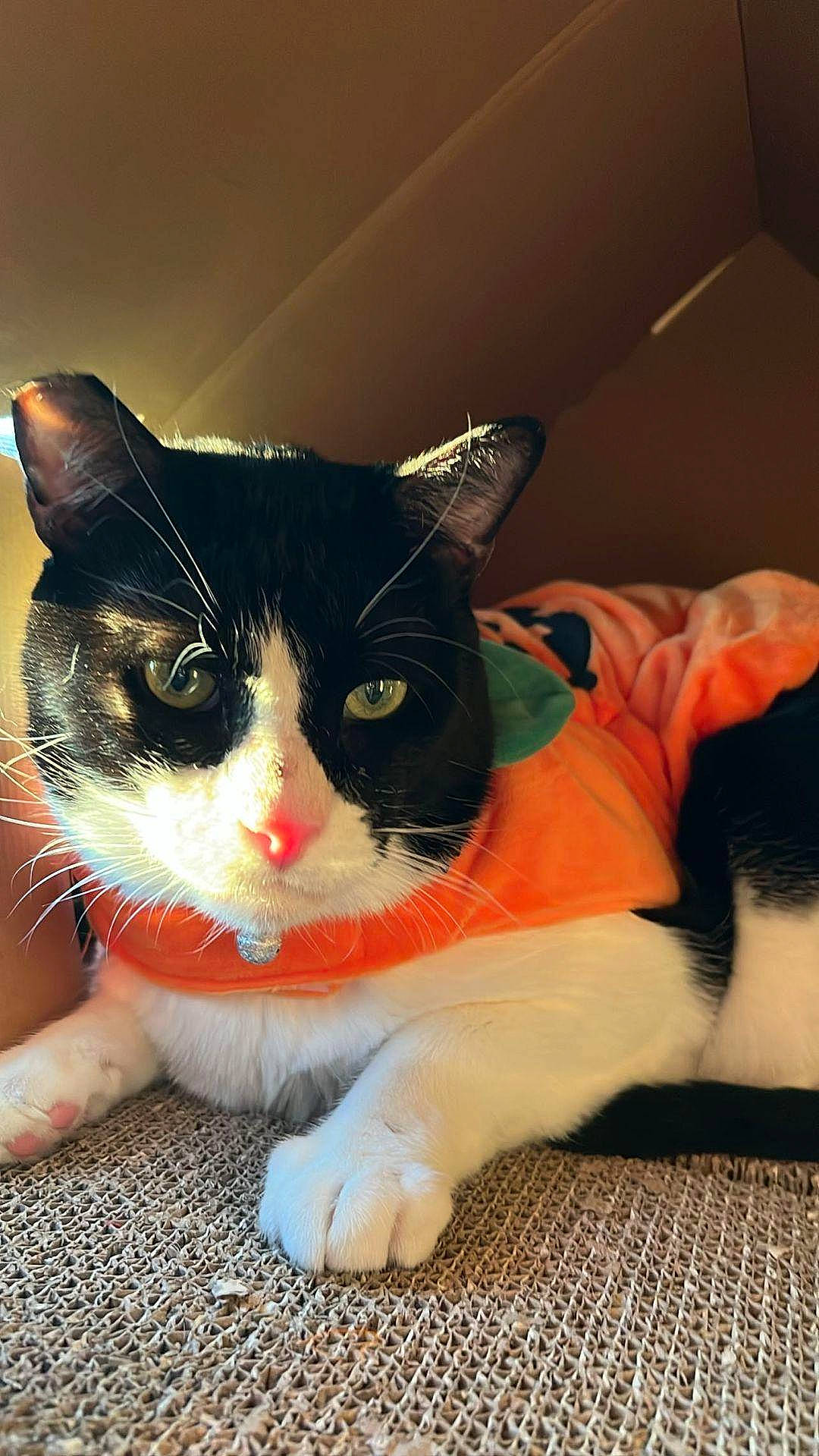 Cisco joined the competition — help win amazing prizes! carnivore, cat, claw, comfort, domestic_short_haired_cat, eye, fawn, felidae, foot, fur, head, human_leg, paw, sitting, small_to_medium_sized_cats, snout, tail, whiskers