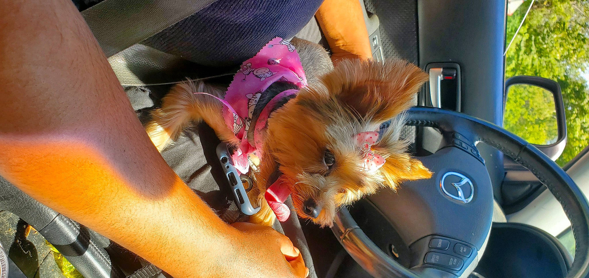 Missy joined the competition — help win amazing prizes! auto_part, automotive_design, automotive_exterior, automotive_lighting, automotive_window_part, car, car_seat, family_car, feather, fur, glass, hood, human_leg, luxury_vehicle, motor_vehicle, personal_luxury_car, steering_wheel, vehicle, vehicle_door, windshield
