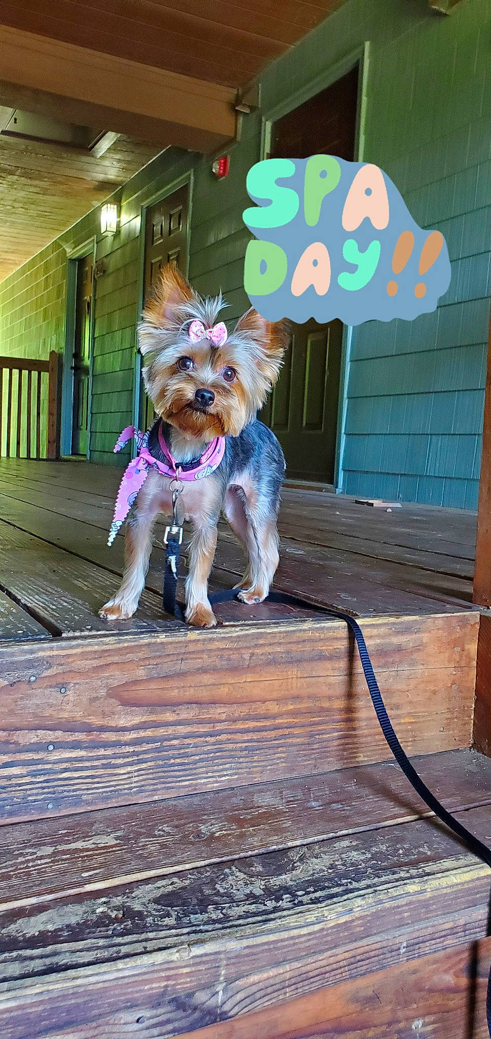 Missy is registered to the contest to win money with this photo: carnivore, collar, companion_dog, dog, dog_breed, dog_clothes, dog_collar, dog_supply, door, eyewear, fawn, flooring, leash, pet_supply, purple, snout, sporting_group, tail, toy_dog, wood