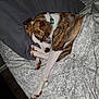 animal, bed, blanket, brindle, brown, canine, comfort, cozy, dog, domestic, fur, indoor, paw, pet, pillow, relaxation, resting, sleeping, snuggled, white