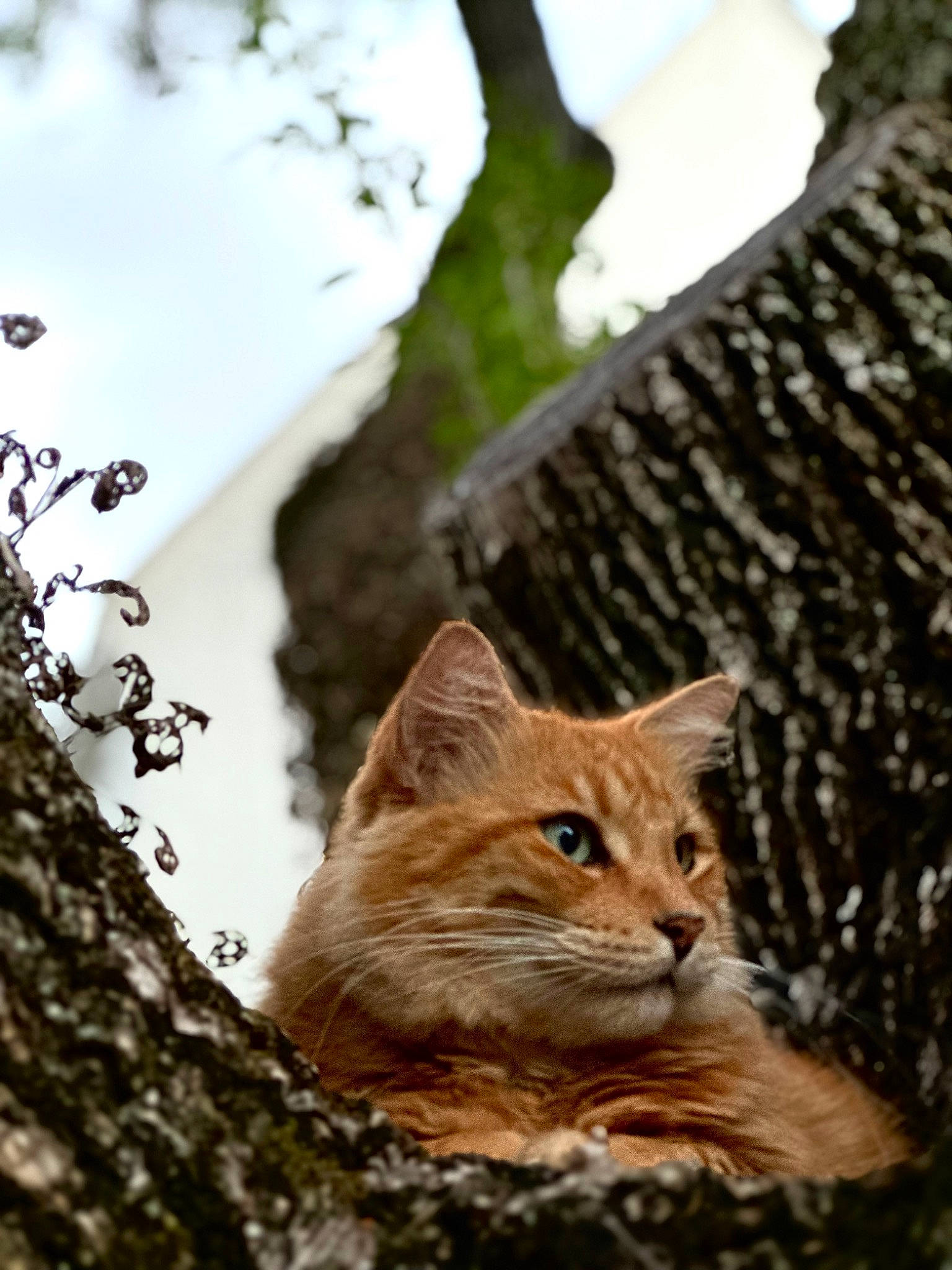 Ren is registered to the contest to win money with this photo: branch, brown, carnivore, cat, domestic_short_haired_cat, fawn, felidae, fur, leaf, nature, plant, sky, small_to_medium_sized_cats, terrestrial_animal, tree, trunk, twig, whiskers, wood, woody_plant