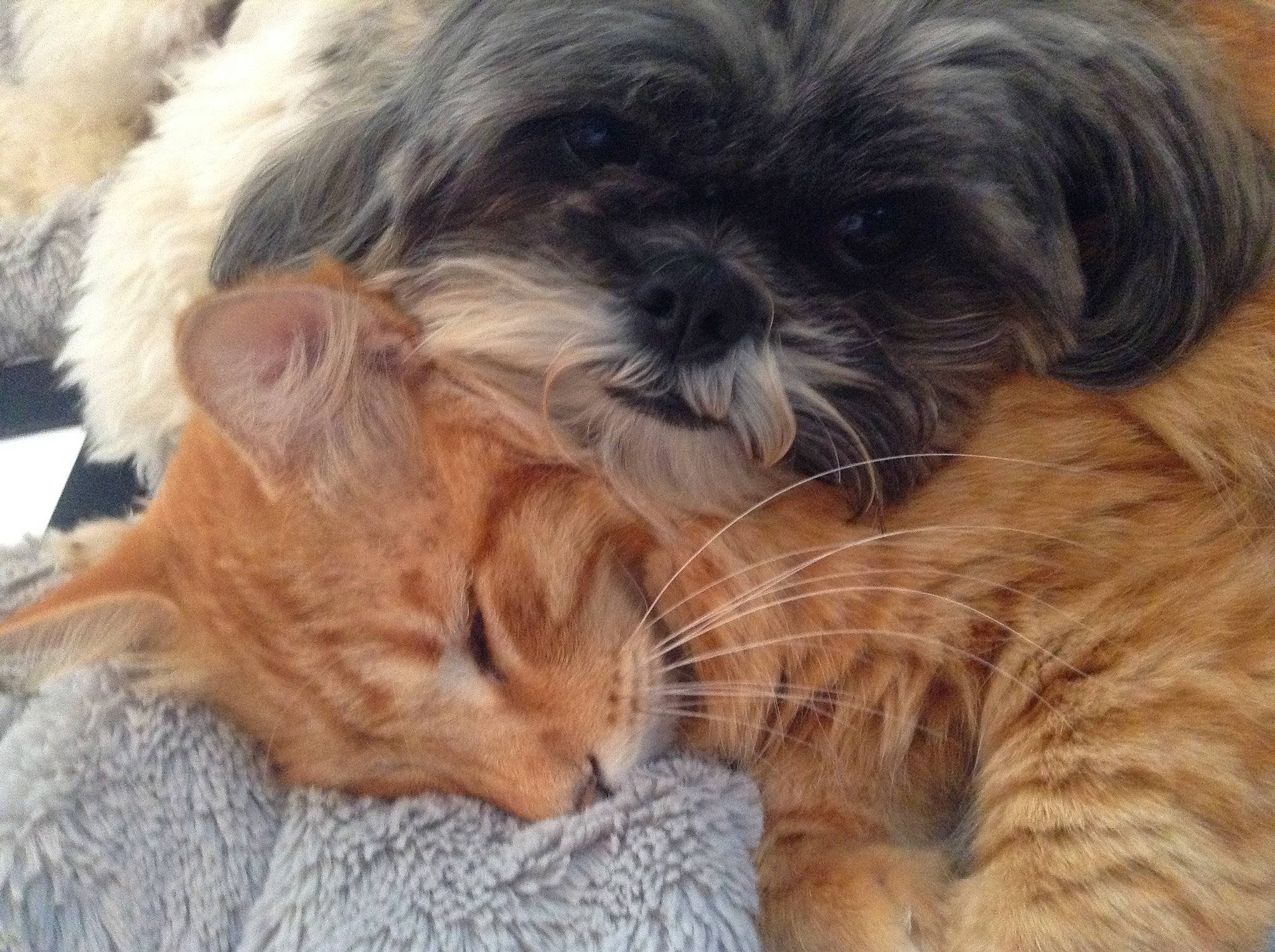 Ren joined the competition — help win amazing prizes! carnivore, cat, close_up, comfort, companion_dog, dog, dog_breed, fawn, felidae, fur, liver, mammal, plant, shih_tzu, small_to_medium_sized_cats, snout, sporting_group, toy_dog, whiskers, working_animal