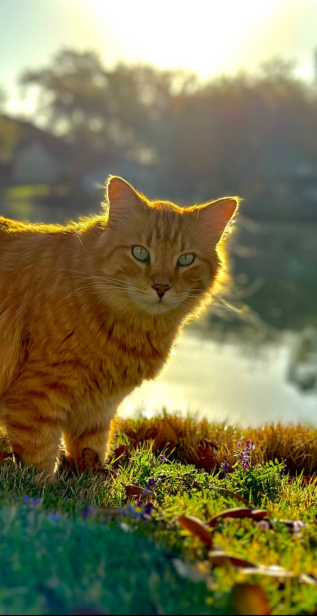 Ren joined the competition — help win amazing prizes! carnivore, cat, fawn, felidae, grass, grassland, natural_landscape, nature, people_in_nature, plant, sky, small_to_medium_sized_cats, snout, sunlight, tail, terrestrial_animal, tree, whiskers, wood, yellow