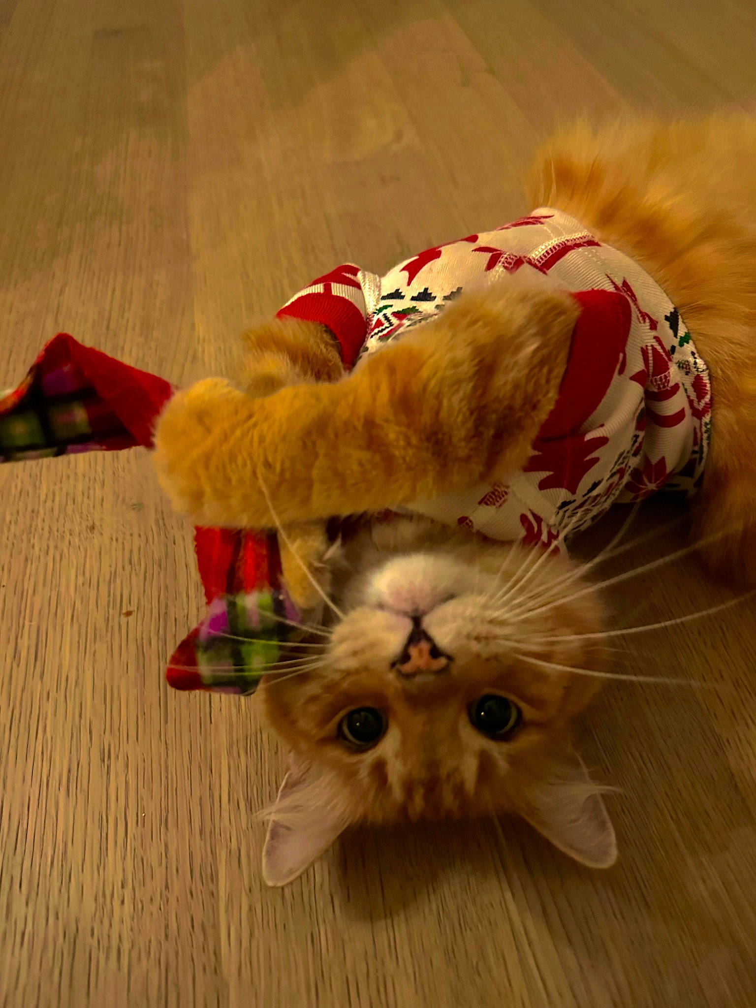 Ren joined the competition — help win amazing prizes! carnivore, cat, cat_toy, claw, companion_dog, dog_breed, domestic_short_haired_cat, fawn, felidae, flooring, foot, fur, hardwood, musical_instrument, paw, small_to_medium_sized_cats, snout, tail, whiskers, wood