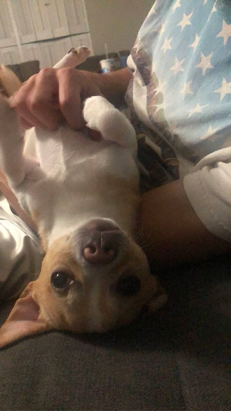 Papí is registered to the contest to win money with this photo: canidae, carnivore, companion_dog, dog, dog_breed, fawn, french_bulldog, non_sporting_group, puppy, snout