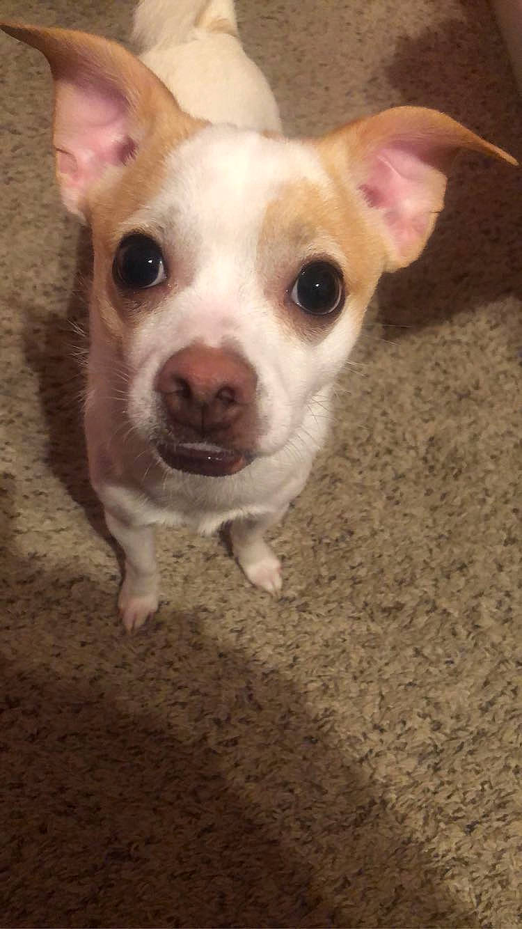 Bean is registered to the contest to win money with this photo: boston_terrier, canidae, carnivore, chihuahua, companion_dog, corgi_chihuahua, dog, dog_breed, ear, eye, fawn, mammal, non_sporting_group, nose, puppy, rare_breed_dog, skin, snout, vertebrate, whiskers