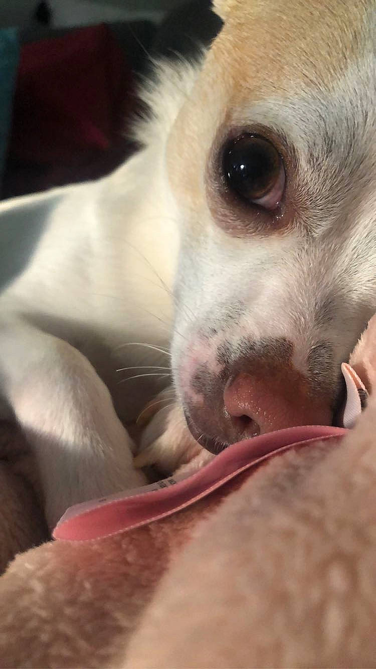 Bean joined the competition — help win amazing prizes! canidae, carnivore, close_up, companion_dog, dog, dog_breed, ear, eye, head, italian_greyhound, mammal, mouth, non_sporting_group, nose, puppy, puppy_love, snout, whiskers