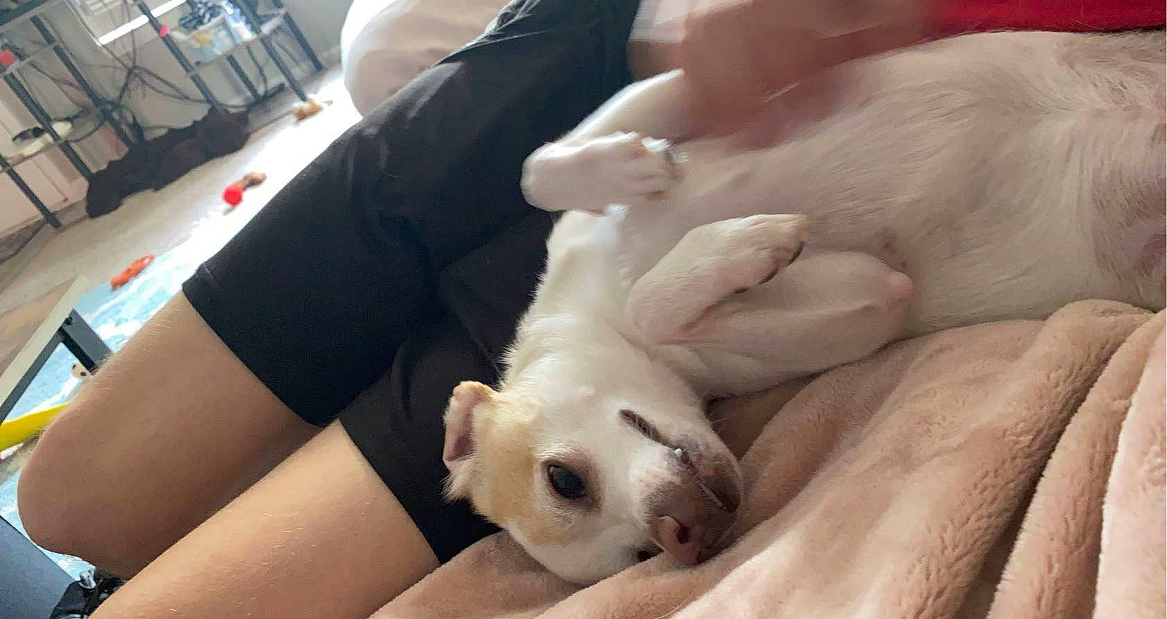 Bean joined the competition — help win amazing prizes! canidae, carnivore, companion_dog, dog, dog_breed, fawn, french_bulldog, hand, nail, non_sporting_group, puppy, puppy_love, snout