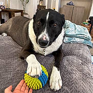 Raven joined the competition — help win amazing prizes! dog, black_and_white, pet, portrait, indoors, bed, blanket, toy, ball, paw, white_markings, black_fur, brown_eyes, nose, lying_down, cozy, living_room, furniture, human_hand, playful