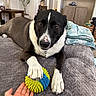 dog, black_and_white, pet, portrait, indoors, bed, blanket, toy, ball, paw, white_markings, black_fur, brown_eyes, nose, lying_down, cozy, living_room, furniture, human_hand, playful