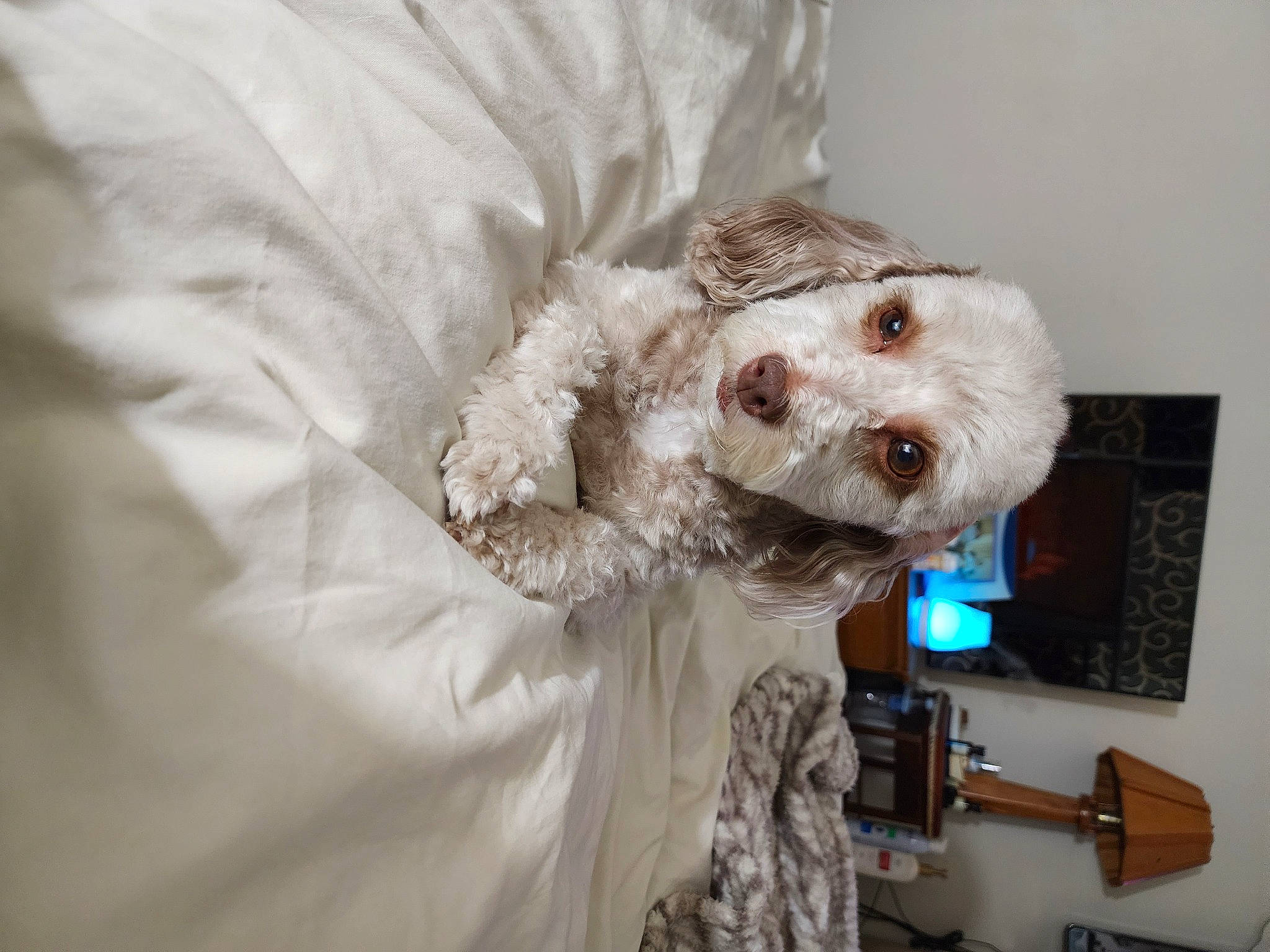 Bella joined the competition — help win amazing prizes! canidae, carnivore, collar, companion_dog, couch, dog, dog_breed, dog_clothes, dog_collar, dog_supply, dress, event, fur, poodle, snout, sporting_group, stuffed_toy, terrier, toy, toy_dog